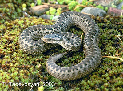 endangered vipers