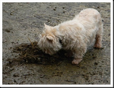 Feb Farrier 2011 014