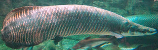 Ikan Arwana Arapaima Gigas