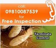 Termite Treatment