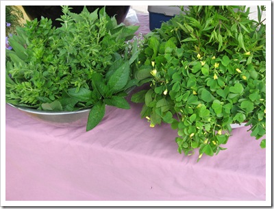 herbs reg csa