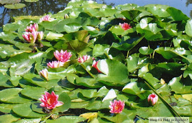 Jardins do Monet em Giverny