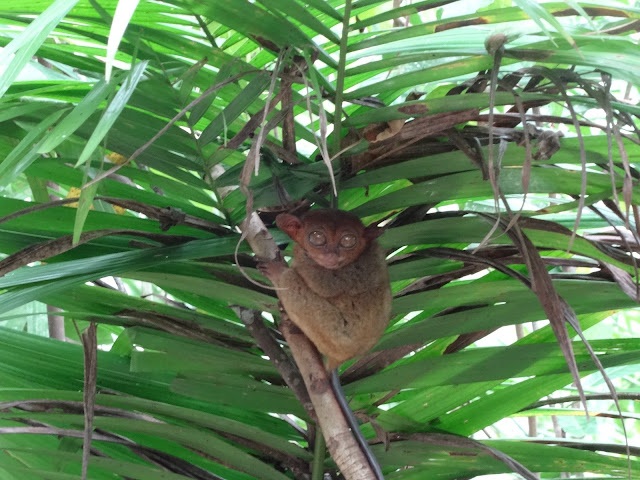 tarsier sanctuary bohol philippines