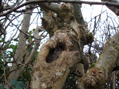 knotty hole in a bole