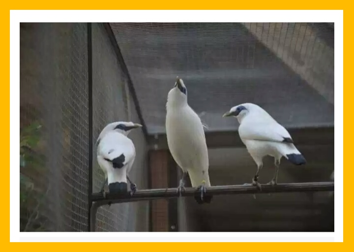 How to distinguish male and female Bali starlings