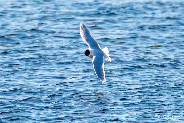 Little gull