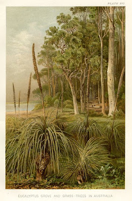 Eucalyptus Grove and Grass -Trees in Australia, farquharmacrae.blogspot.com