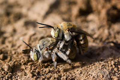 In the Wild: Interesting inverts - Burrowing bees