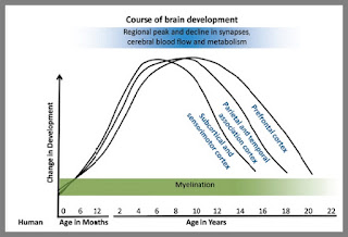 synapse density