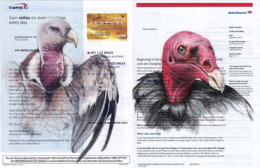 06-Vultures-Bird-Drawings-Paula-Swisher-www-designstack-co