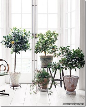 martha_stewart_la103148_0108_citrus_xl_rect540