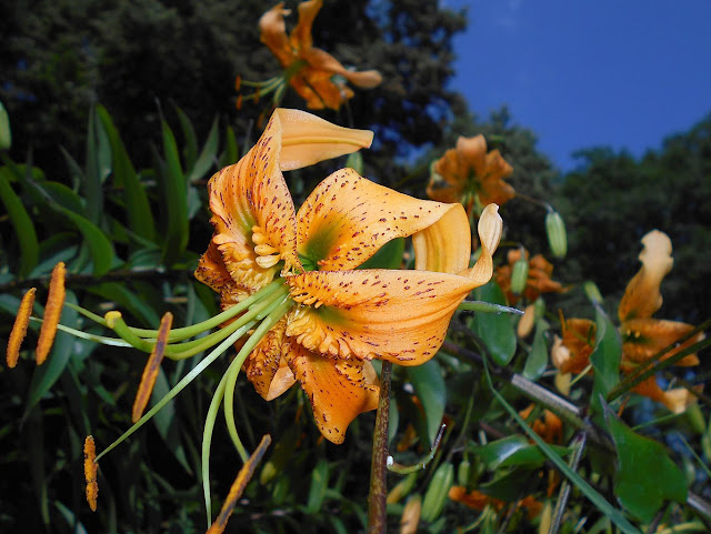 Лилия Генри (Lilium henryi)