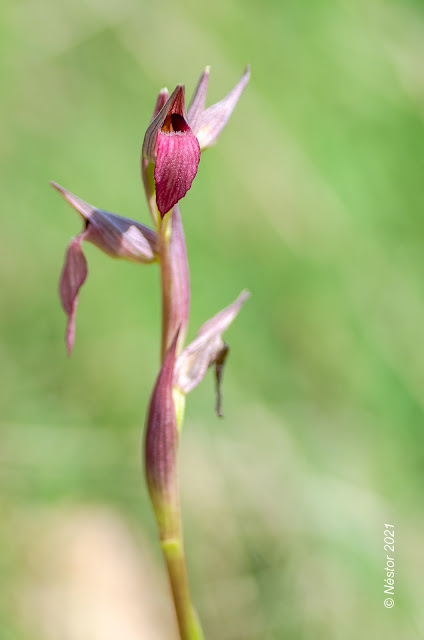 Orquídea