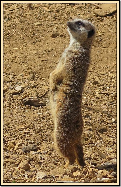 0813meercat5