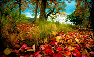 Fallen leaves,autumn