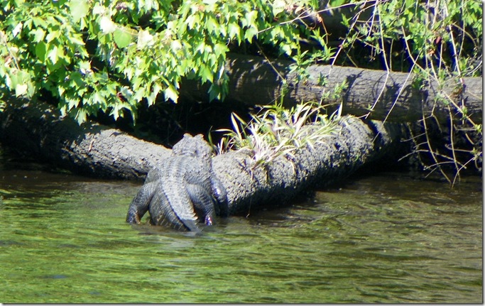 St Johns River 003cs