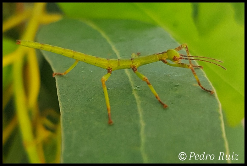 Ninfa hembra L1 de Diapherodes gigantea, 2,2 cm de longitud