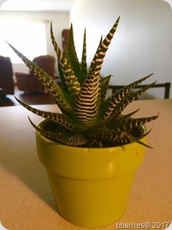 Aloe Vera in kitchen 04192017