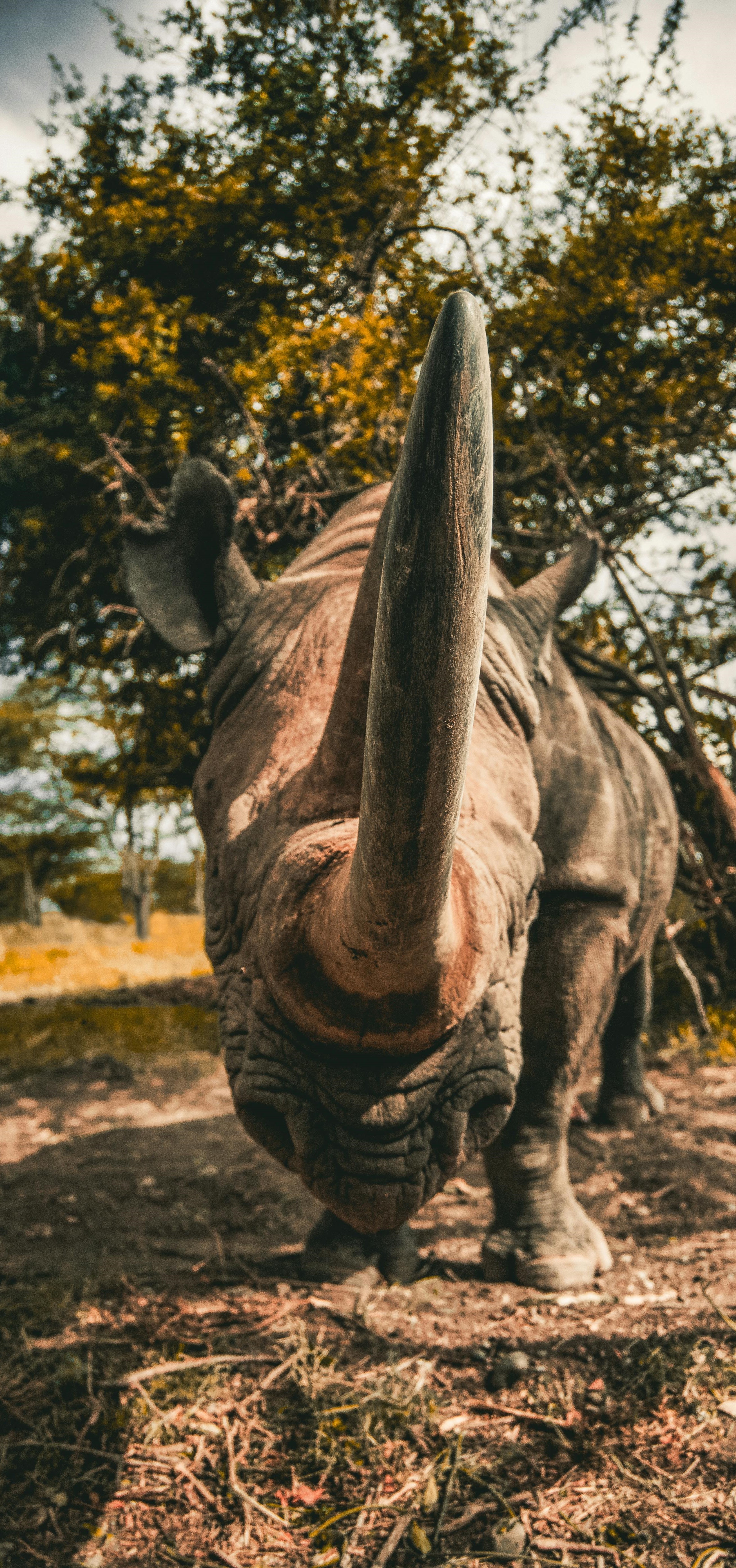 Rhino horn up close.