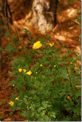 mums in the woods