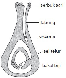 "Tugas IPA Proses Pembuahan  Penyerbukan"