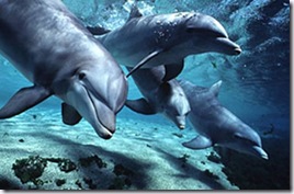 dolphins