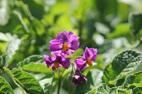 Diploid potato flowers