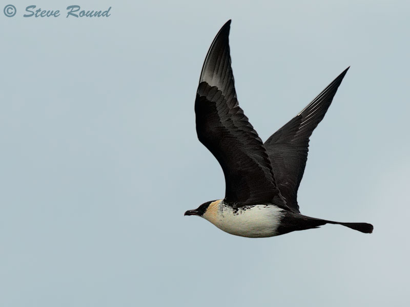 bird, nature, wildlife