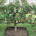 Tips on planning a fruit garden