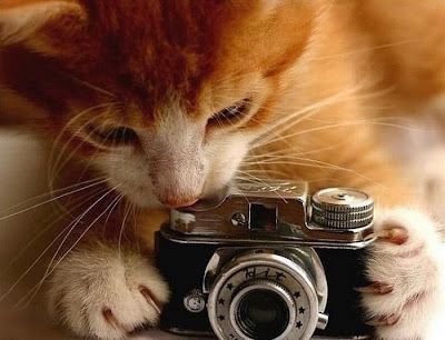 Animal With Camera Seen On www.coolpicturegallery.us