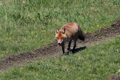 Foks - Vos - Vulpes vulpes