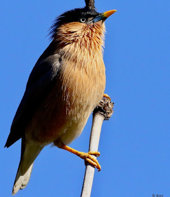 "Brahminy Starling - Sturnia pagodarum, perched on a solitary branch."