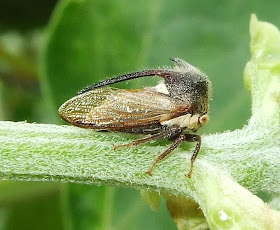 Horned Treehopper