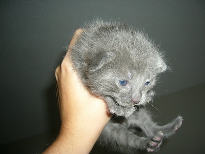 Fishing Cat Kittens