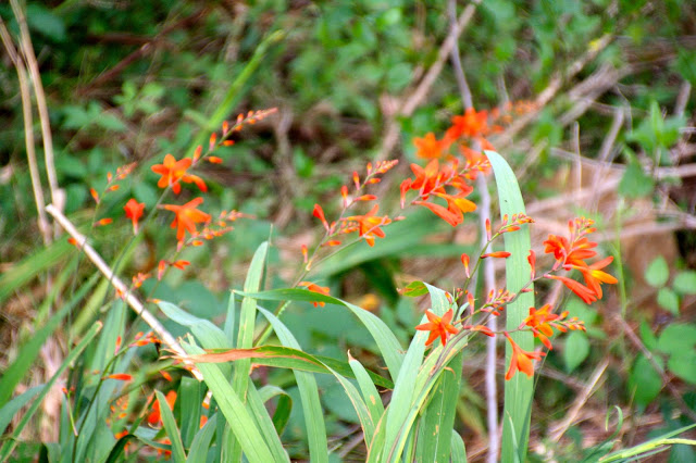 Wildflowers, Steavenson Falls, Marysville