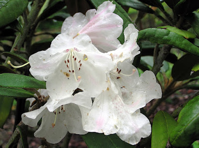 Rhododendron bureavii - Bureau rhododendron care and culture