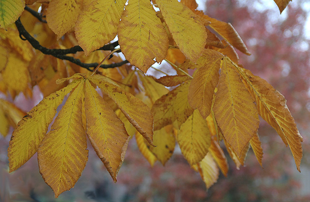 Конский каштан обыкновенный (Aesculus hippocastanum)