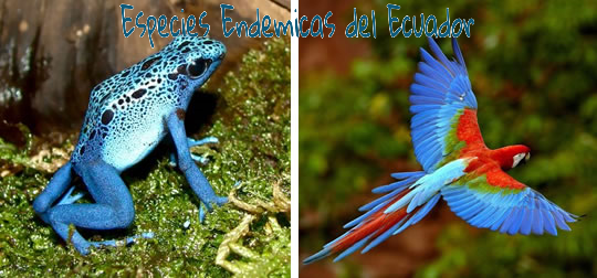 Especies Del Ecuador Endemicas Especies Del Ecuador Endemicas