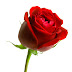 Red rose, so attractive