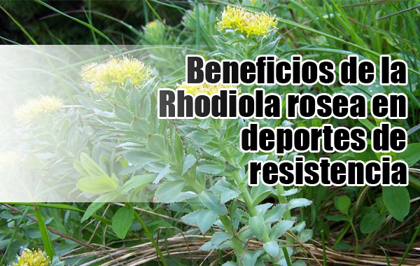 Beneficios de la Rhodiola rosea en deportes de resistencia