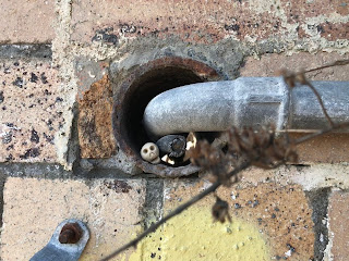 A photo of a small, ceramic skull (Skulferatu 70) sitting in a pipe hole in a brick wall with a lead pipe protruding out of the hole and curving round.