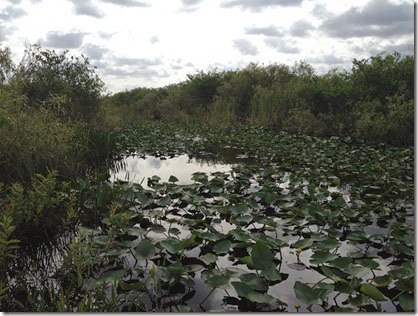 2014-04-04-Everglades07