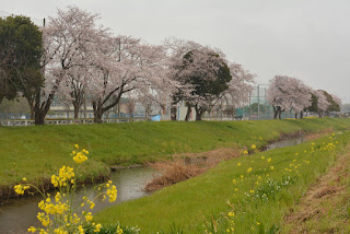 源氏川沿いの桜