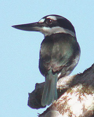 Alción sombrío Todiramphus funebris