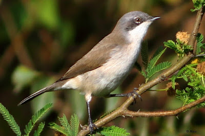 "Lesser Whitethroat - Sylvia curruca, common winter visitor."