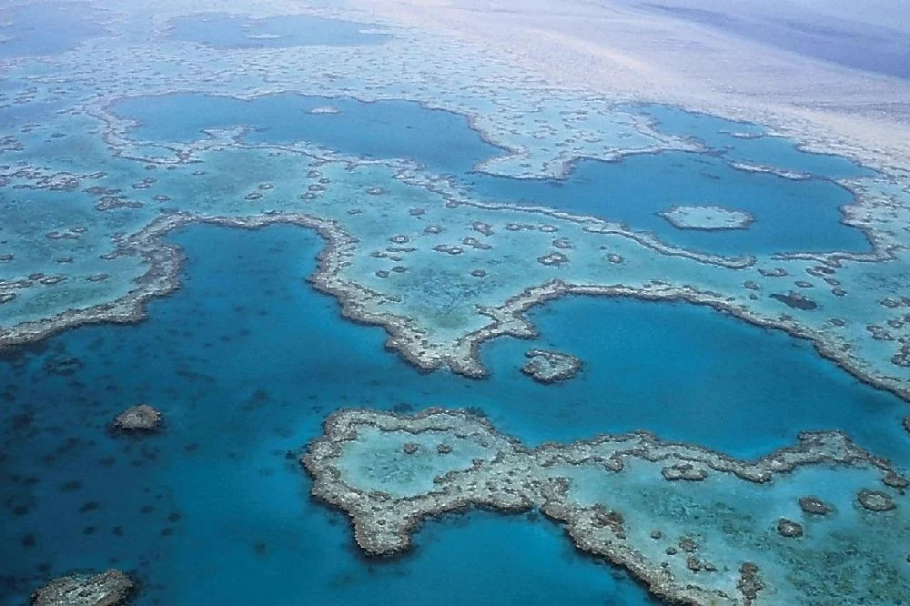 Los arrecifes se recuperan así afirman los investigadores