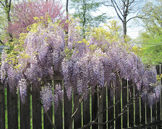 Purple Wisteria