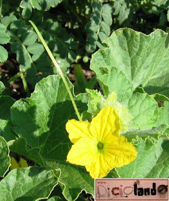 fiore Melone retato Riciclando