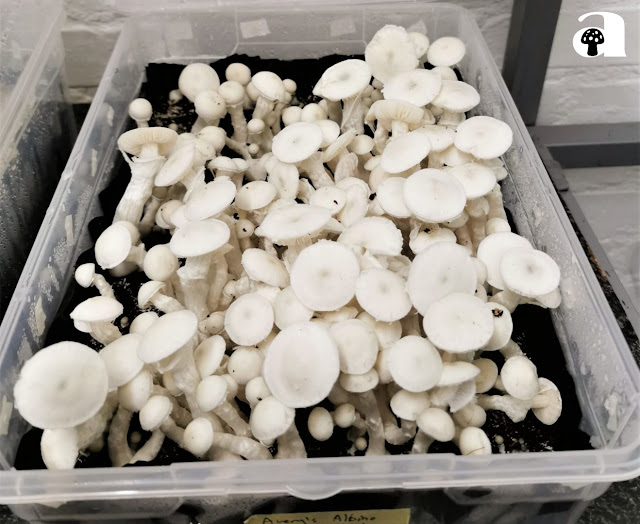 Albino Avery Mushrooms_2