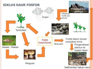 Pengertian Daur Fosfor, Sulfur dan Air